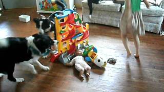 border collies herding kids [upl. by Ecirb892]