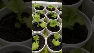 checkout my Hydroponically grown lettuce hydroponics kratkymethod thankyouforwatching [upl. by Chance865]