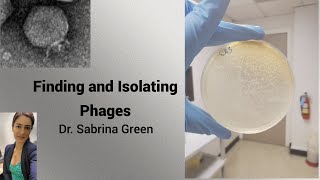 Finding and Isolating Phages [upl. by Normac]