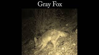 Gray fox eating berries wildlife nature fox [upl. by Latsyrhc]