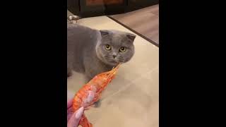 cat hate shrimp [upl. by Aniv]