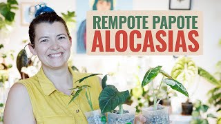 👩‍🌾 Rempote  Papote 🪴  Bébés Alocasias en Pon ❤️ [upl. by Geno338]