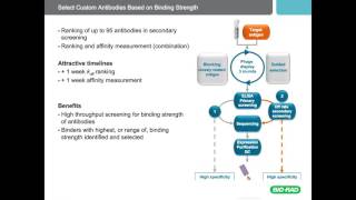 Optimize Your Assays with Recombinant Antibodies Selected for Desired Affinity [upl. by Gasper326]