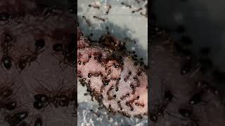 monomorium subopacum eat a Mouse  ants viralvideo lofi [upl. by Hazem685]