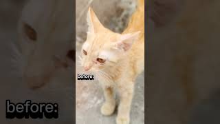 fy fypage kucinglucu pecintakucing kucingoren [upl. by Pauline747]