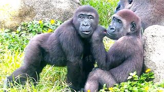 可愛兄弟wildlife animals nature conservation primate silverback animalphotography africa [upl. by Mungam]