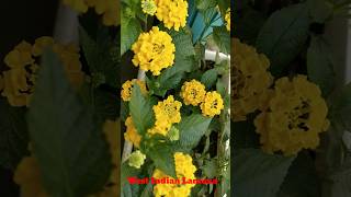 West Indian Lantana Flowers shorts youtubeshorts ytshorts shortsviral trending flowers [upl. by Nawuq]