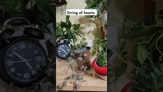 Summertime Bottom Watering houseplants foryou timelapse bottomwatering crazyplantlady shorts [upl. by Joshuah]