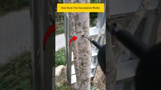 How Does Tree Inoculation Works promonster [upl. by Aldo]