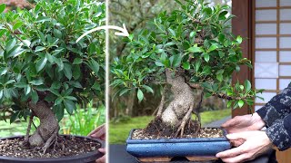 Making a Ficus Bonsai tree [upl. by Aurlie953]