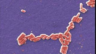 WSO Water Treatment Grade 1 Coliform Sampling 2 Ch 3 [upl. by Zach]