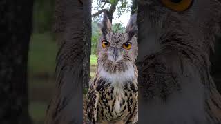 OWL IS AN ATTRACTIVE CREATURE 🦉🦉🦉❣️ owllove ytshorts cuteanimal halloween cutebird birds [upl. by Aowda106]