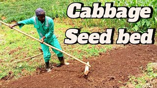 THE EASIEST CABBAGE SEEDBED PREPARATION farming cabbagefarming african [upl. by Kenti]