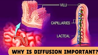 Role of Diffusion in Living Organisms Plants amp Animals I Cell Physiology Form 1Grade 8 [upl. by Diamante]