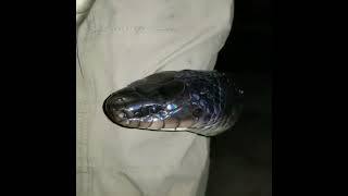 Video Of a Huge But Sweet Mussurana Snake [upl. by Akerehs]