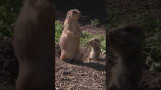 Cuteness overload Prairie Dogs MarylandZooTV SOUND UP [upl. by Tuinenga420]