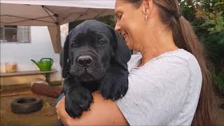 Cane Corso Puppies 8 weeks old [upl. by Annabal920]