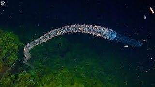 Diver encounters HUGE 5metre long Siphonophore [upl. by Odlonra14]