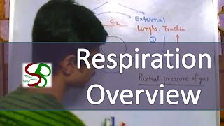 Respiratory system  respiration overview [upl. by Amehsat697]