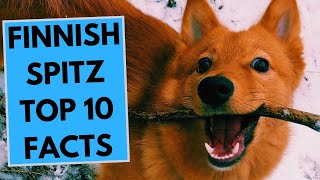 Finnish Spitz  TOP 10 Interesting Facts [upl. by Lewej684]