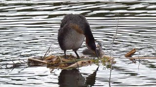 Grebes and chicks preening [upl. by Erkan]