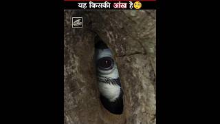 Hornbill Bird eye 👁️ shorts youtubeshorts facts [upl. by Dualc]