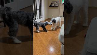 Aussiedoodle Vs Bernedoodle Puppy TugOWar 😮 [upl. by Nagar695]