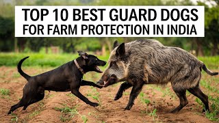 Top 10 Dog Breeds for Farm Protection in India 2025  Ultimate Guard Dogs  Petsinfomania [upl. by Lynnell]