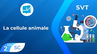 2ème Sciences  SVT  La cellule animale [upl. by Eidde367]