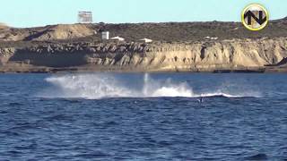 AVISTAJE DE BALLENAS 🐳 PENÍNSULA DE VALDÉS [upl. by Annij]