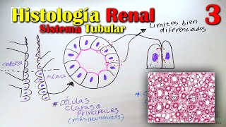 Histología Renal Nefrona corpúsculo renal células mesangiales mácula densa etc [upl. by Akim]