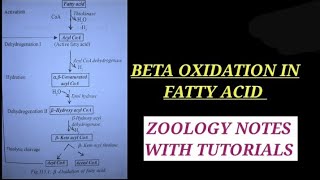 BETA OXIDATION OF FATTY ACID IN HINDI betaoxidation bsc2ndyearzoology enzyme zoology bsczoology [upl. by Nileve]