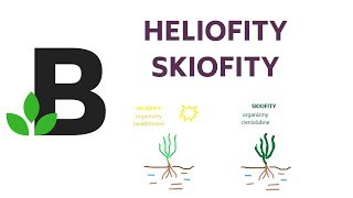 Heliofity i skiofity czyli rośliny światłolubne i cieniolubne  KOREPETYCJE z BIOLOGII  134 [upl. by Naujd]