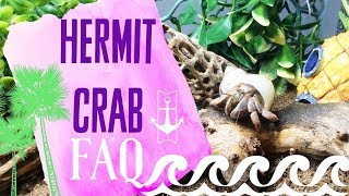 Hermit Crab Care FAQ Dead Crab Saltwater Painted Shells  Loris Hartland [upl. by Jarv]