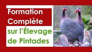 Élevage de Pintades LE GUIDE COMPLET POUR DÉBUTANT [upl. by Leanatan320]