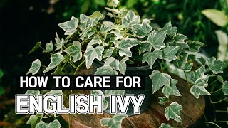 BEST TIPS  HOW TO CARE FOR ENGLISH IVY  HEDERA HELIX PLANT CARE GUIDE [upl. by Elleral]