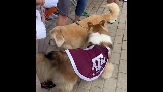 Reveille and Ben link up 🐾 via TheBenPeckX Shorts [upl. by Ahouh]