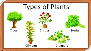 Types of plants  Types of plants for kids  herbs  Climbers  Different types of of tree  Shrubs [upl. by Malvina323]