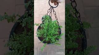 Delta Maidenhair Fern [upl. by Clio]