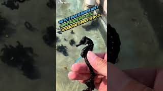 black seahorse microfacts [upl. by Hairim763]