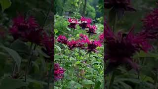 Uses for Bee Balm [upl. by Bilat]