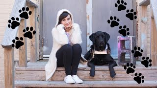 EVERYTHING YOU NEED TO KNOW ABOUT GUIDE DOGS [upl. by Magdalene]