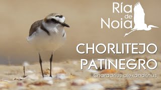 Chorlitejo patinegro o Pillara das dunas Charadrius alexandrinus Ría de Noia [upl. by Nathanson950]