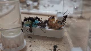 Camponotus Cruentatus  Ep1  Quick intro [upl. by Ikciv480]