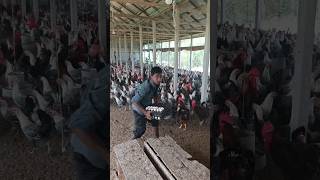 Chickens will eat well amp give eggs chicken egg shorts [upl. by Angeli564]