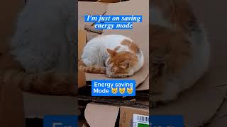 Energy saving mode 😹cat catlover 4k [upl. by Aihsi]