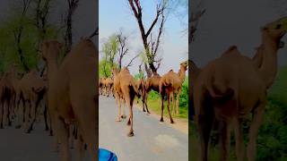 Dachi waliya song singer villagevlog automobile punjablife punjabimusic [upl. by Htebazileharas185]