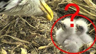 LIVE  WHY did the eaglets die at the Decorah North Nest [upl. by Lerrud]