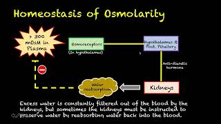 Human Physiology  21  Tonicity [upl. by Weissmann]