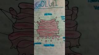 Golgi diagram [upl. by Hselin813]